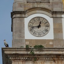 Stork in Faro